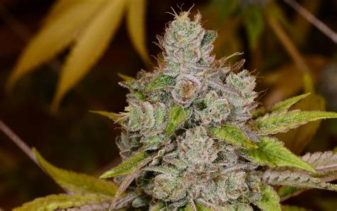 what strains are similar to gorilla glue
